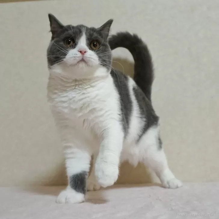 H.M 様のお迎えした子猫