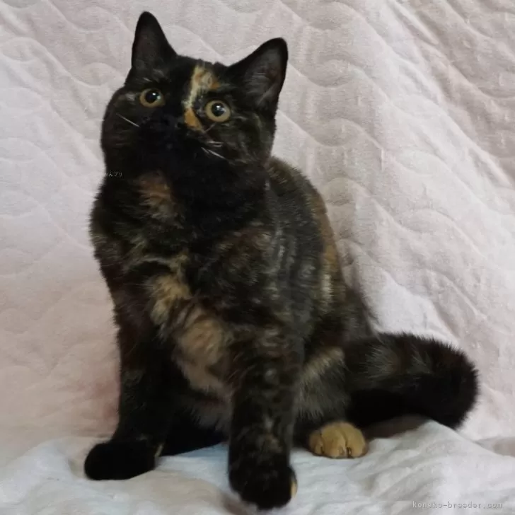 ID:2406-00130の子猫