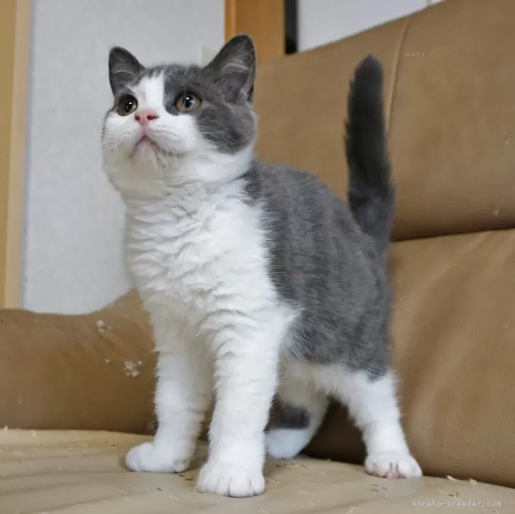 ID:2402-01762の子猫