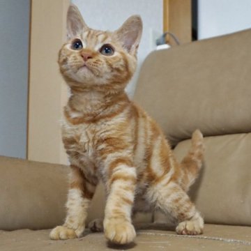 巻き毛の猫種5選！ くるくるとカールした毛のお手入れ方法も紹介