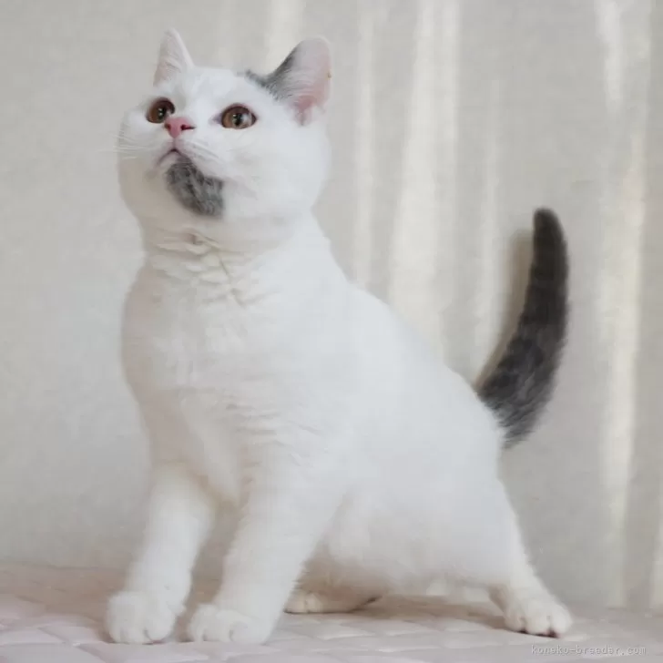 ID:2410-01726の子猫