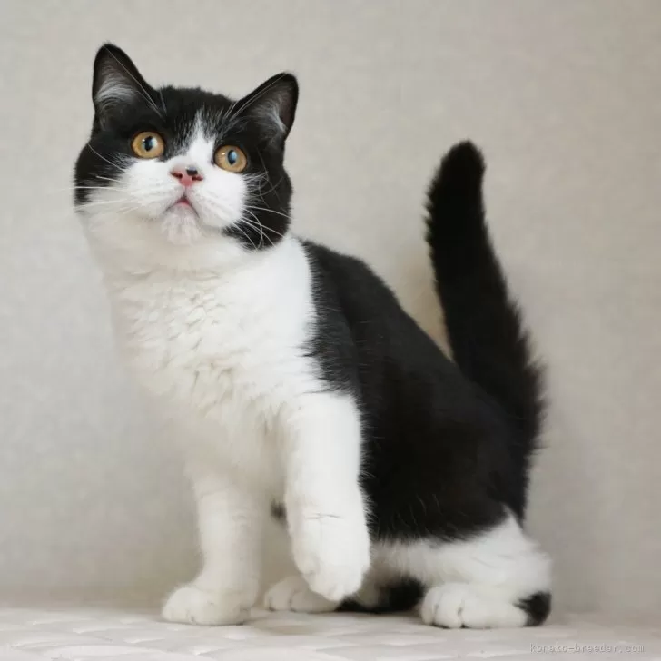 ID:2412-00017の子猫