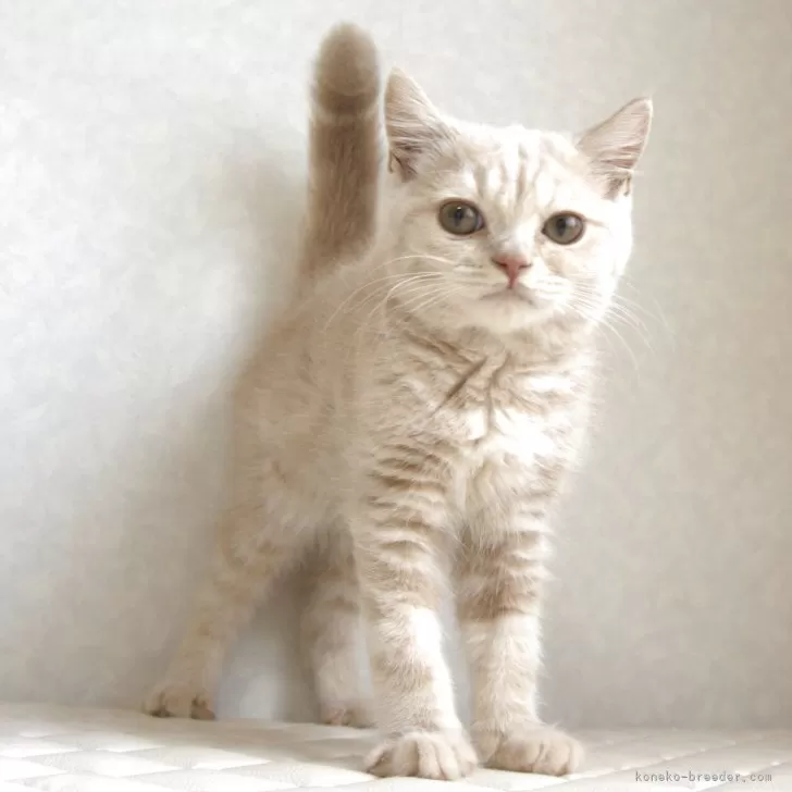ID:2504-01827の子猫