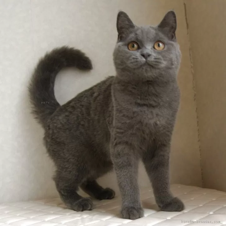 ID:2412-02459の子猫