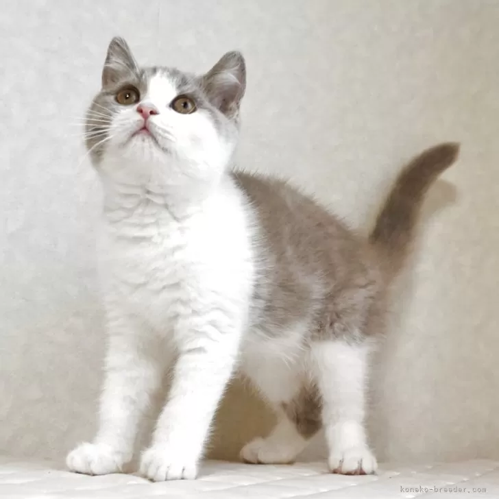 ID:2502-00780の子猫
