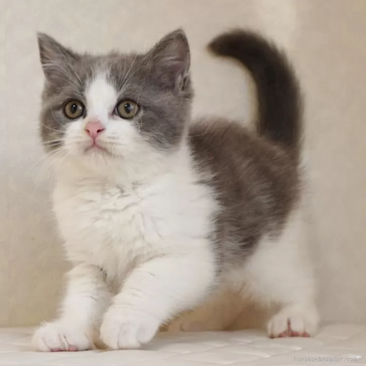 ID:2411-02740の子猫