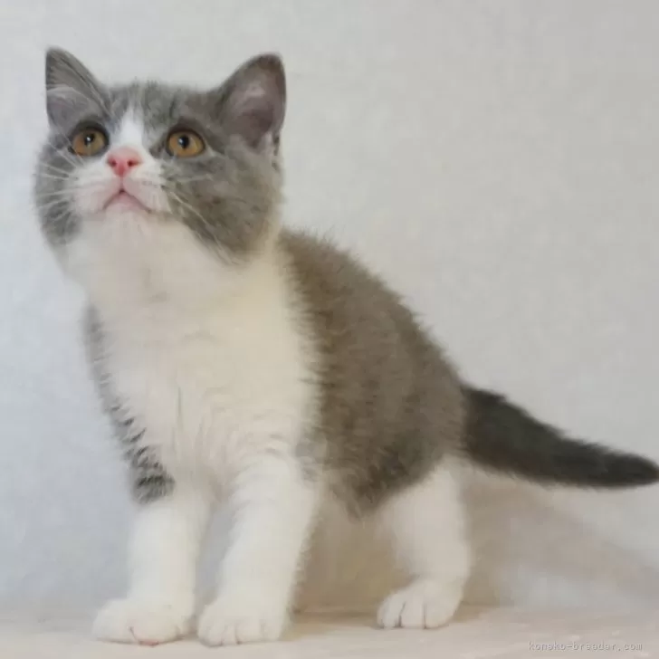 H.T 様のお迎えした子猫