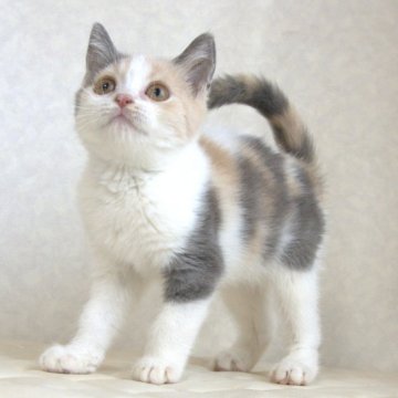 ブリティッシュショートヘア【静岡県・女の子・2025年8月9日・ダイリュートキャリコ パステル三毛 洋三毛猫(ショートへア)】の写真「11月1日写真更新。まんまる顔のかわいい子です。」