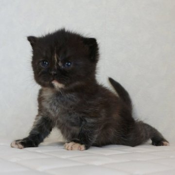 ブリティッシュショートヘア【静岡県・女の子・2025年3月20日・トーティーシェル サビ猫（ショートへア）】の写真「4月17日初掲載！可愛い独特なカラーです。」