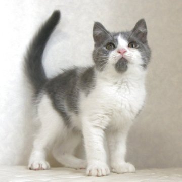 ブリティッシュショートヘア【静岡県・男の子・2025年8月9日・ブルー&ホワイト(ショートへア)】の写真「11月1日写真更新。まんまる顔のかわいい子です。」