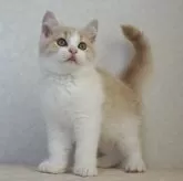 ブリティッシュショートヘア