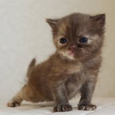 ブリティッシュショートヘア