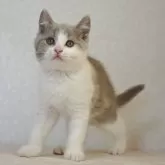 ブリティッシュショートヘア