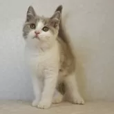 ブリティッシュショートヘア