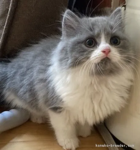 R.K 様のお迎えした子猫