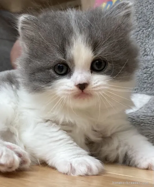 みほ 様のお迎えした子猫