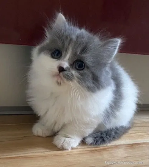 かっきー 様のお迎えした子猫