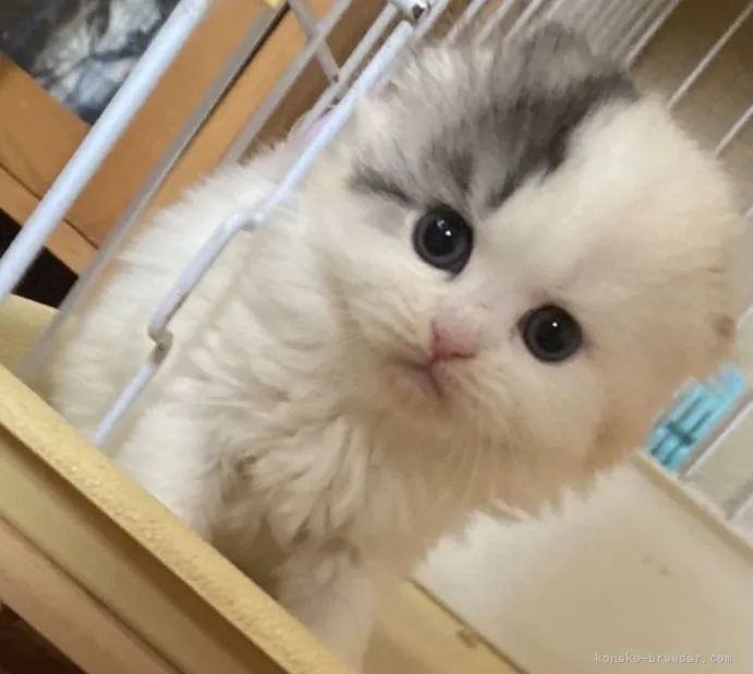 ID:2203-01380の子猫