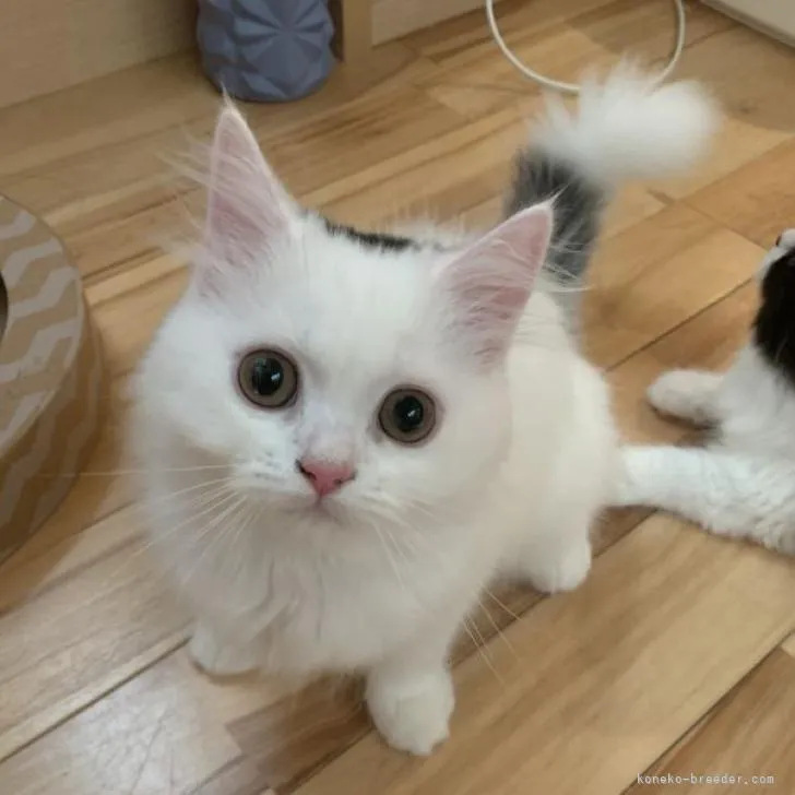 ID:2205-01281の子猫