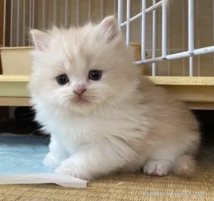 てるる 様のお迎えした子猫