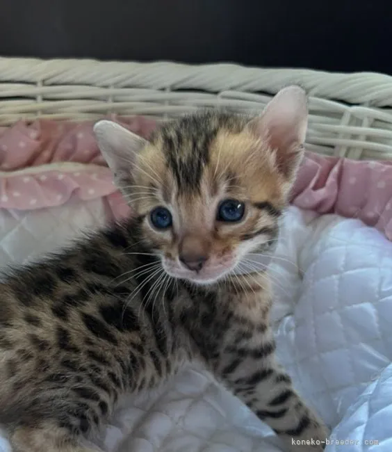 ID:2202-00747の子猫