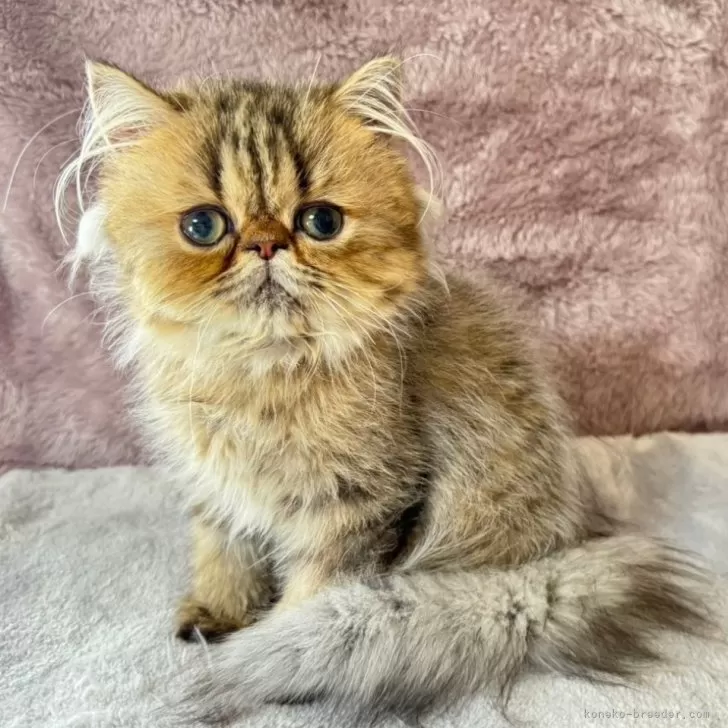 ID:2407-00275の子猫