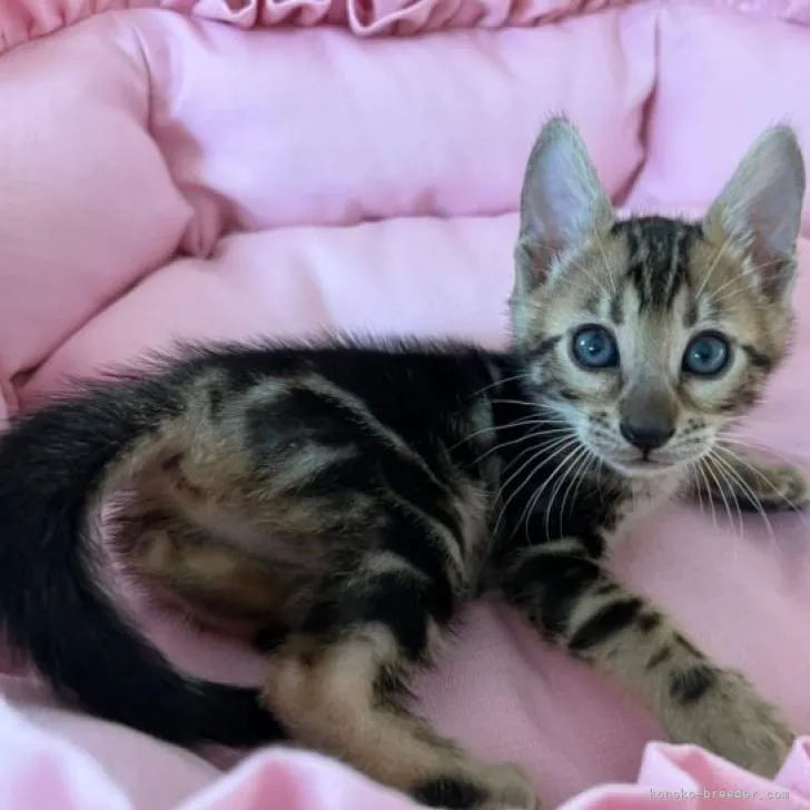 ID:2301-00251の子猫