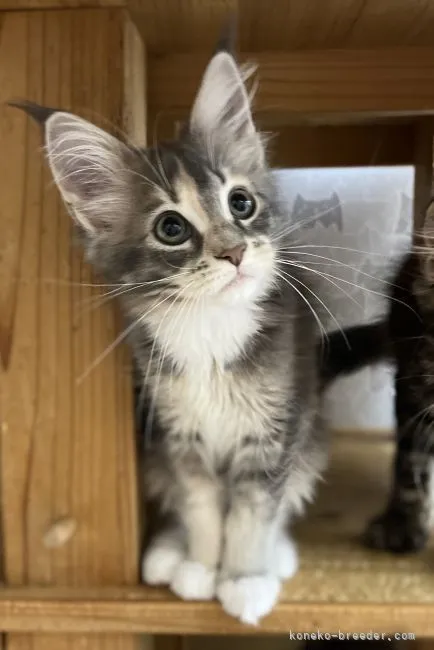ID:2204-01136の子猫