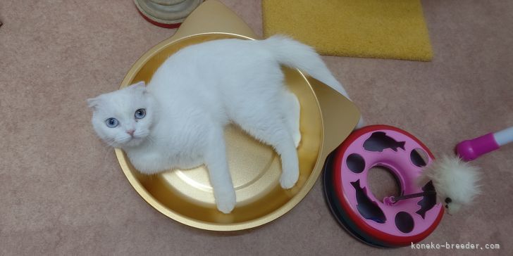 ハイジママ、暑いので金色の猫鍋でひんやり｜大塚　真利子(おおつか　まりこ)ブリーダー(長野県・スコティッシュフォールドなど・NAG登録)の紹介写真5