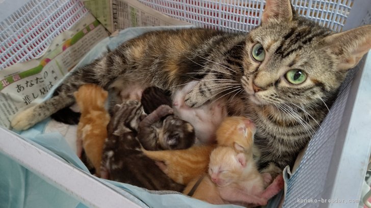 ロリちゃんベビー6匹生まれました 大塚真利子ブリーダー みんなの子猫ブリーダー