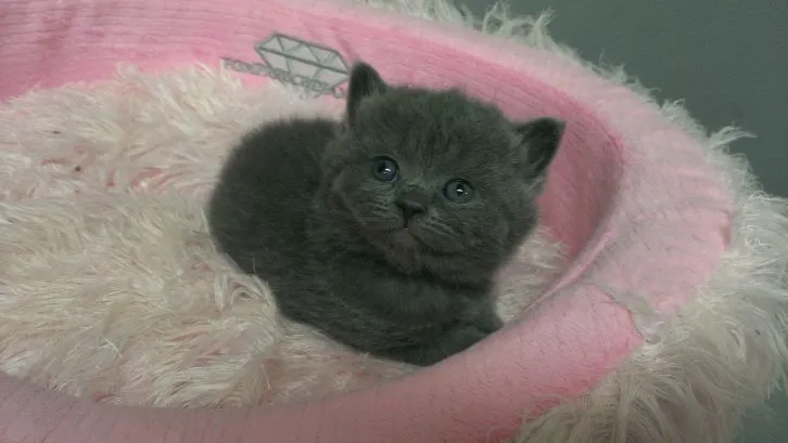 あんこちゃん ぱぱ 様のお迎えした子猫