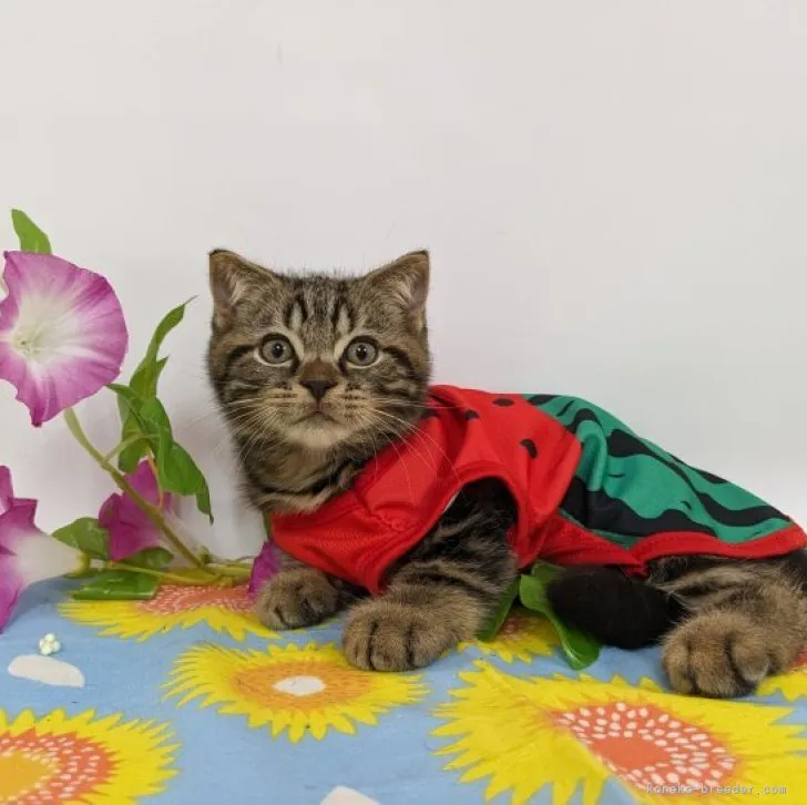 ID:2305-02739の子猫