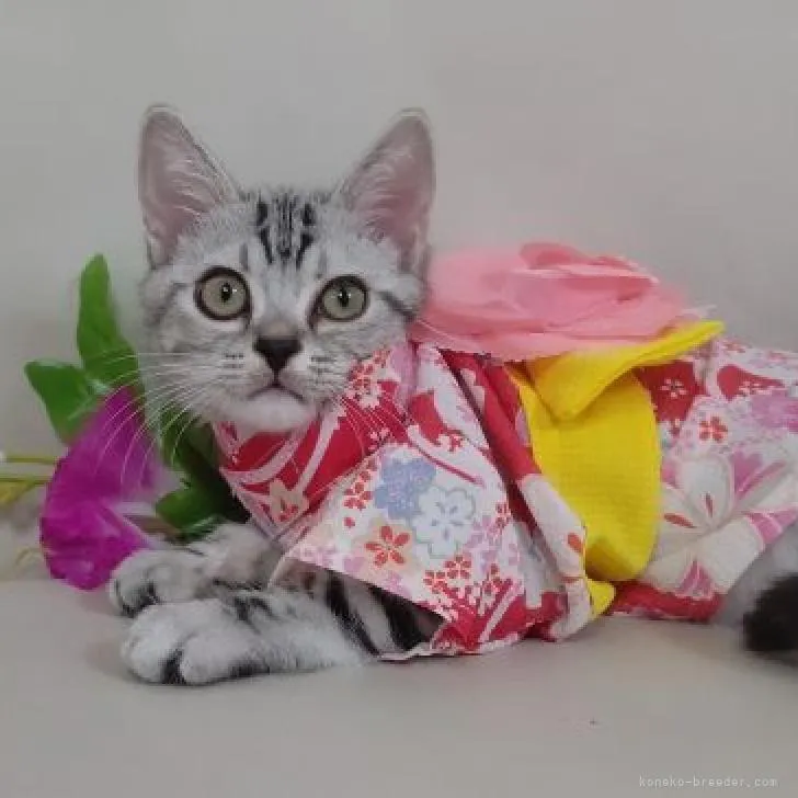 ID:2205-01844の子猫