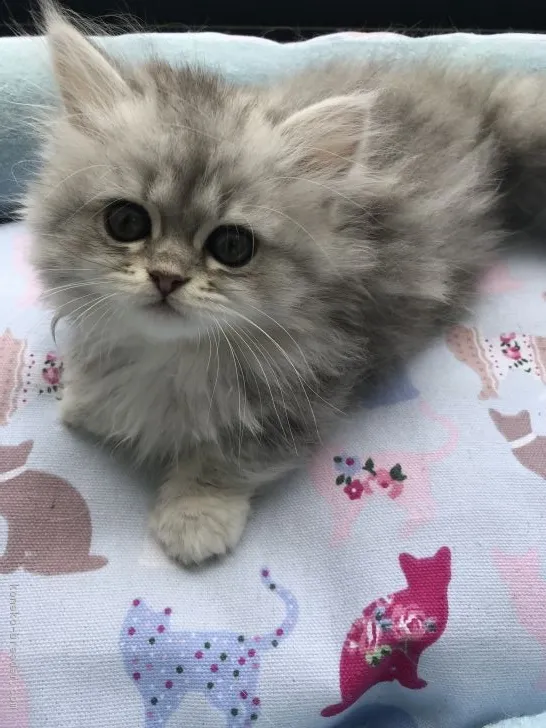 ID:1807-01584の子猫