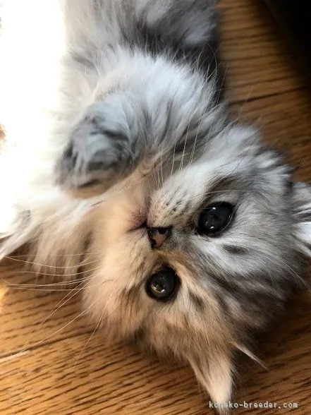 ID:1803-01352の子猫