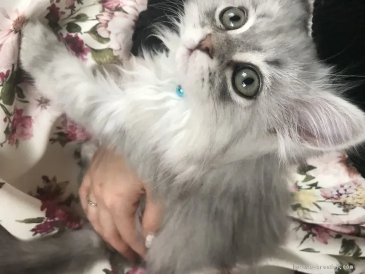 ID:1904-01363の子猫
