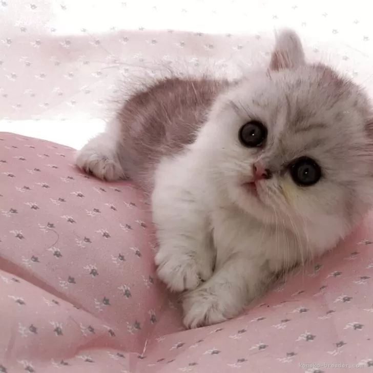 ID:2504-02725の子猫