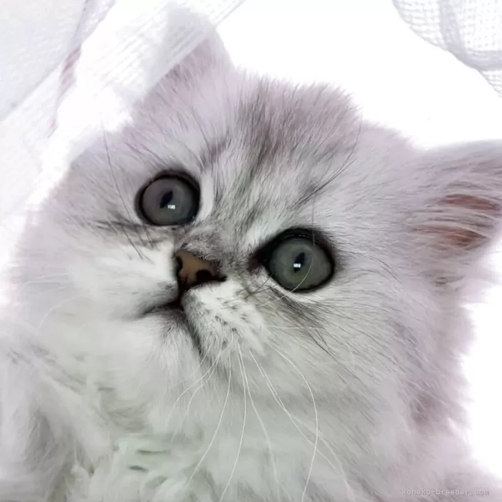 ID:2504-02217の子猫
