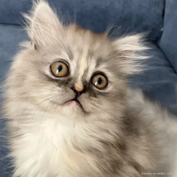 ID:2502-00046の子猫