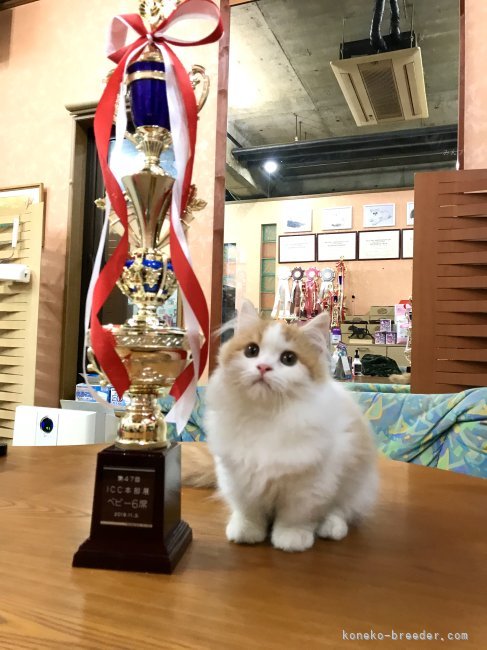 木部　泉(きべ　いずみ)ブリーダー(埼玉県・マンチカンなど・CFA/ICC登録)の紹介写真5