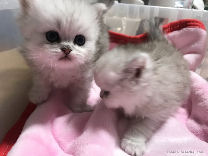 チンチラシルバーの赤ちゃん 木部泉ブリーダー みんなの子猫ブリーダー