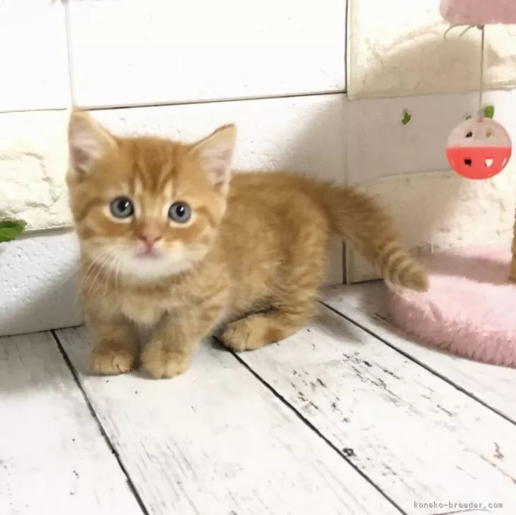 ID:2410-02295の子猫