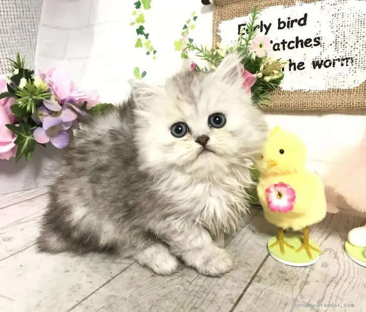 ID:2004-00333の子猫