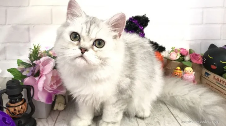 ID:1909-00100の子猫