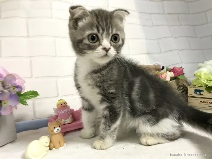 ID:1902-00726の子猫