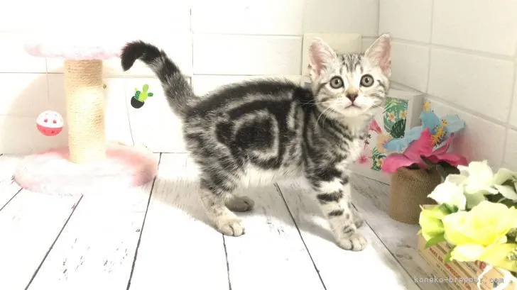 ID:2106-01392の子猫