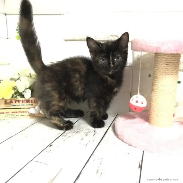 ID:2205-02082の子猫