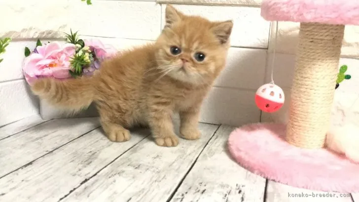 ID:2103-02132の子猫