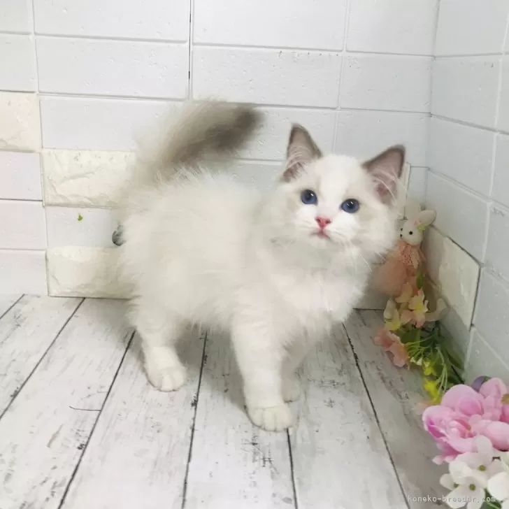 ID:2405-02563の子猫
