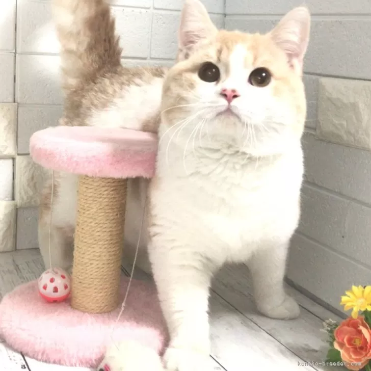 ID:2308-00106の子猫